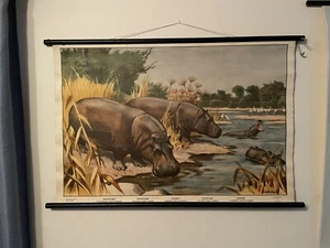 Schöne Alte Schulwandkarte Rollkarte Flusspferd Nilpferd Selten - Bild 1 von 9