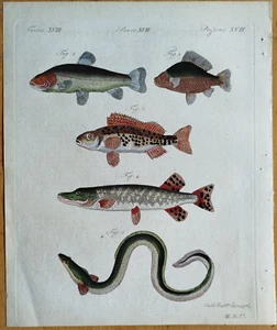 Fish Pike Eel Tench # Bertuch Original Colored Print # 1790 - Picture 1 of 1