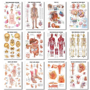 Medical Education Picture Skeletal System Human Body Brain Anato my Silk Poster✔ - Picture 1 of 42
