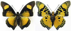 MONTIERTER AUSGEBREITETER SCHMETTERLING - Charaxes fournierae fournierae, M - Bild 1 von 1