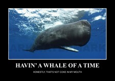 "Having A Whale Of A Time". The Amazing World of Animals. Wildlife Poster. 