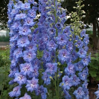 50 Blue Buccaneers Delphinium Seeds Perennial Seed Flowers Perennial US SELLER - Image 1 of 4