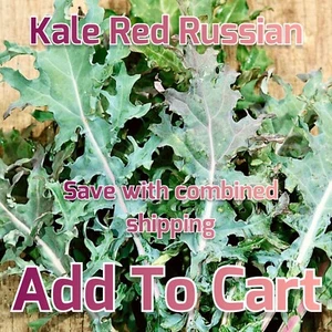 Seeds Vegetable Herb NON-GMO Organic Red Russian Kale - Picture 1 of 254