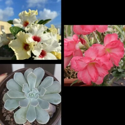 2 Adenium Obesum Y Una Echeveria - Image 1 of 2