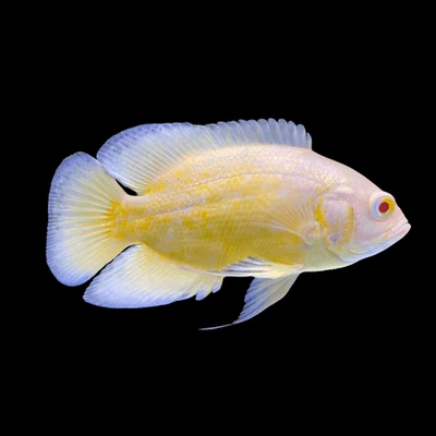Lemon Oscar 1.5–2″ Live Fish – Bright Yellow Cichlid for Freshwater Aquariums - Image 1 of 2