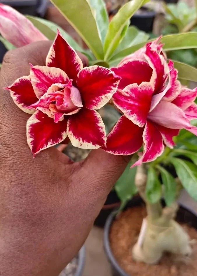 10. Semillas de rosa del desierto rojas y amarillas. Raro. Foto 1 de 1