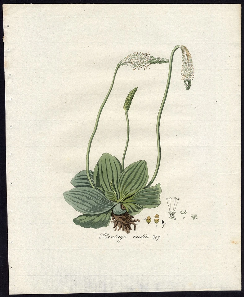 Impresión antigua-PLÁTANO CANOSO-PLANTAGO MEDIA-307-Flora Batava-Sepp-1800 Foto 1 de 1