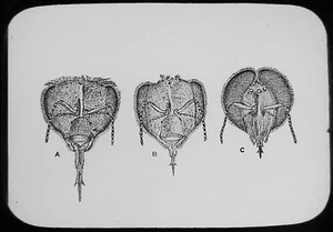 Linterna Mágica de Vidrio Diapositiva CABEZA DE ABEJAS C1890 DIBUJO DE INSECTOS NATURALES - Imagen 1 de 2
