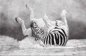 Original ACEO Itchy Zebra Ink Line Art Medium Marker on Paper Signed By Artist - Picture 1 of 1