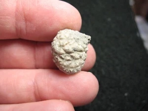 Fósil crinoide de bromuro Ordovícico Oklahoma Oklahomacystis paracrinoide #8 - Imagen 1 de 5