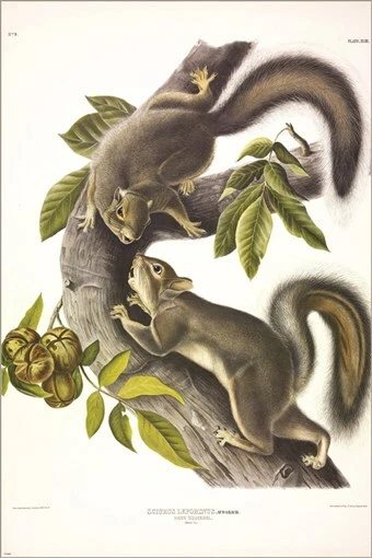 Póster artístico ilustración vintage de ardilla liebre de John James Audubon 20x30 Foto 1 de 1