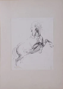 Jumping Horse Pen Drawing 19th Century - Picture 1 of 1