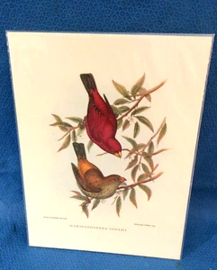 J Gould Bird Print Finch 7"x9.5" Unframed Loc G - Picture 1 of 4