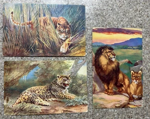 Lot of 3 Vintage TUCK'S Postcard 1900-1940 Tigress, Tiger, Jaguar, Lion Lioness - Picture 1 of 3