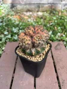 Gymnocalycium Spegazzinii v. Unguispina grafted Variegated (6heads) - Picture 1 of 8