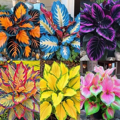 190+ Semillas de Hosta para Plantar - Semillas de Hosta Perennes Jardín Exterior Atraen... Foto 1 de 4