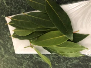 30 GRAMS FRESH BAY LEAVES Laurus Nobilis) (HOME GROWN) - Bild 1 von 2