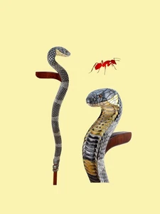 Hand carved snake cobra wooden walking stick for men women walking cane gift - Picture 1 of 5