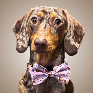 Pink Sophisticated Sausage Dachshund Bow Tie - Picture 1 of 6