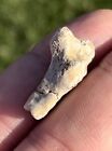 Dinictis fausse dent de sabre phalange osseuse fossile Badlands Dakota du Sud *RARE*
