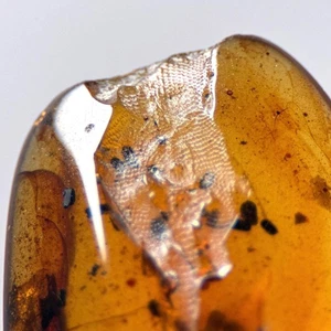 LIZARD INPRINT in Burmese / Burmite amber fossil / 100% genuine amber - Picture 1 of 7
