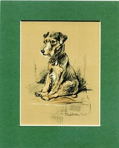 Lucy Dawson ~ Lakeland Terrier ~ Colour Print Genuine Vintage 1936 - Picture 1 of 2