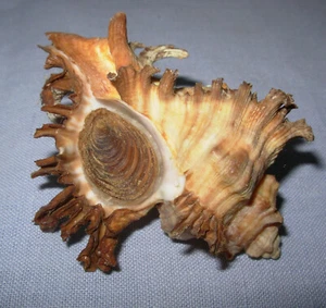 Branched Murex Chicoreus Brown Endive w operculum shell 3 1/2 inch seashell - Picture 1 of 5