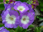 Garden or Border Auricula Seeds : Mixed Colours : Alpine Primula Hybrids