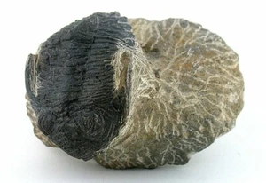 REPRODUCTION TRILOBITE FOSSIL IN HOST ROCK Morocco EBS5632 - Imagen 1 de 7
