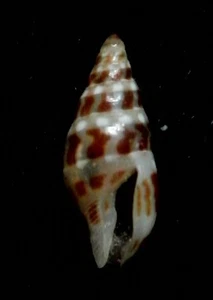 seashell Pseudomycla formosa SELDOM OFFERED 6/7mm Gem - Picture 1 of 3
