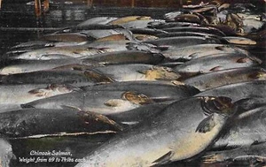 Chinook Salmon Fish Catch Fishing Washington 1910c postcard - Picture 1 of 2