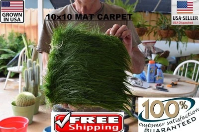 HUGE BIG dwarf hairgrass Mat carpet wall Easy Aquarium aquascaping planted tank  - Image 1 of 3