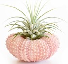 One Beautiful Air Plant w. Pink Sea Urchin Nautical Gift Beach Wedding Decor