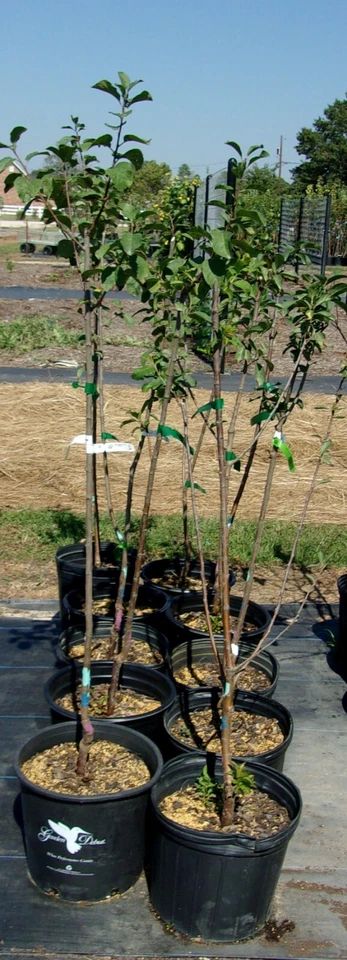 GREEN GAGE EUROPEAN PLUM 4-6 FT Fruit Tree Plant Trees Sweet Plums Garden Plants - Image 1 of 1