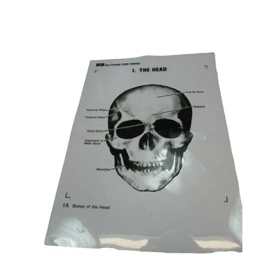 ICS Form Finders Bones of the Head Transparency See Through 53600 Skull - Image 1 of 3