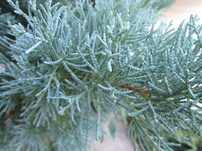 4 Fresh Cuttings Grey Owl Spreading Juniper EVERGREEN for rooting+ instruction - Image 1 of 4