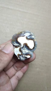 Muestra de diente de mamífero de 37 g - Imagen 1 de 15