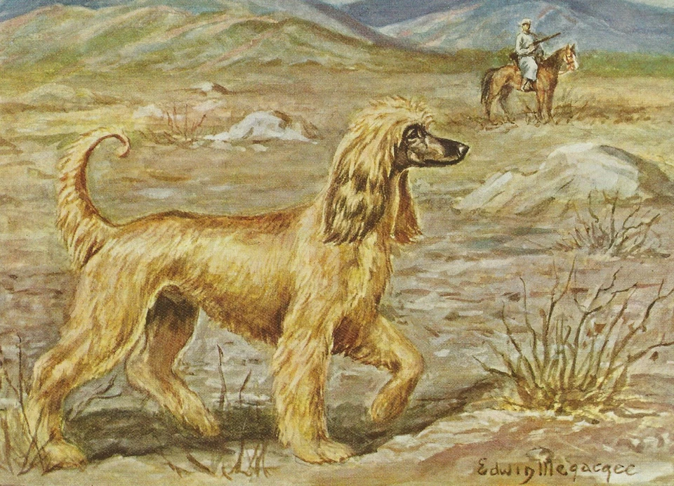 Afghan Hound - Vintage Color Dog Art Print - MATTED - Image 1 of 1