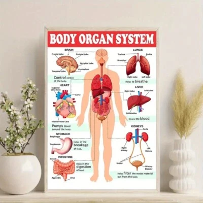 Human Anatomy Poster, Organ System Educational Chart, Medical Learning Decor - Image 1 of 4