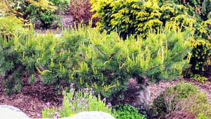 Pinus sylvestris 'Hillside Creeper' - Scots Pine *Live Plant - Picture 1 of 5