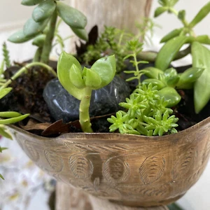 Vintage Engraved Brass planter or bowl oval 5"x 6 1/2" Fluted Rim India - Picture 1 of 6