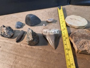 Megalodon Shark Tooth Fossil Sharks Teeth Small 2" Natural Authentic + More!!! - Picture 1 of 6