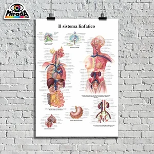 POSTER SISTEMA LINFATICO BENESSERE STUDIO SALUTE STUDIO MEDICO TOP  QUALITY - Foto 1 di 1