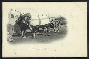CPA Biarritz, Attelage de Boeufs, Ochsengespann - Picture 1 of 2
