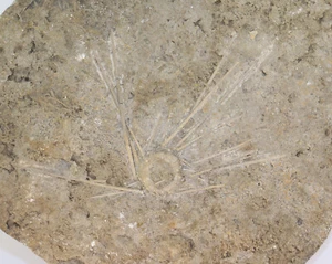 Seeigel, Perisalenia bradfordensis, Jura, Bathon, Winkel, Frankreich -f882 - Picture 1 of 4