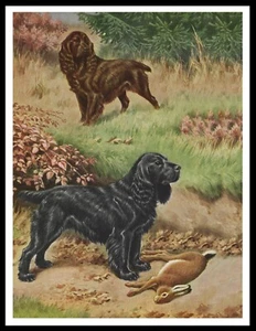 FIELD SPANIEL TWO DOGS LOVELY VINTAGE STYLE DOG ART PRINT POSTER - Picture 1 of 1
