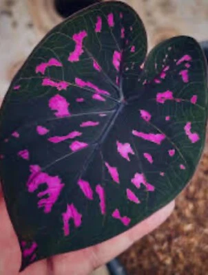 AUTHENTIC Caladium  Equador 1 bulbs - Image 1 of 4
