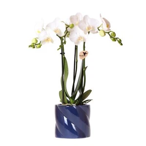 Kolibri Orchids weiße Amabilis-Orchidee + Candy-Übertopf blau - Topfgröße 9cm - Bild 1 von 4