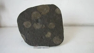AMMONITE  FOSSILI IN MARCASSITE DI HOLZMADEN -GIURASSICO - DA COLLEZIONE - Picture 1 of 8