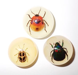 3 Magnet Resin Dome 38 mm Colorful Scarab Beetle, Flower Bug, 8 Spot Beetle Glow - Picture 1 of 13